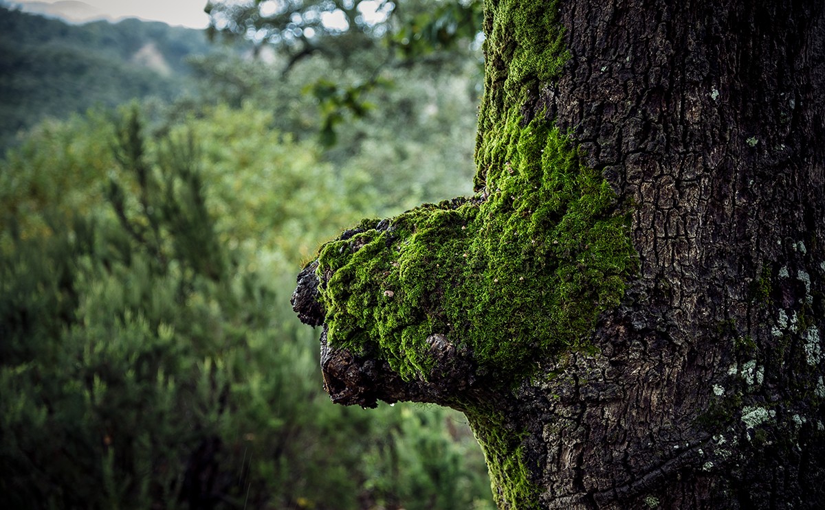 L’Essence Verte de la Tunisie - Circuit Nord